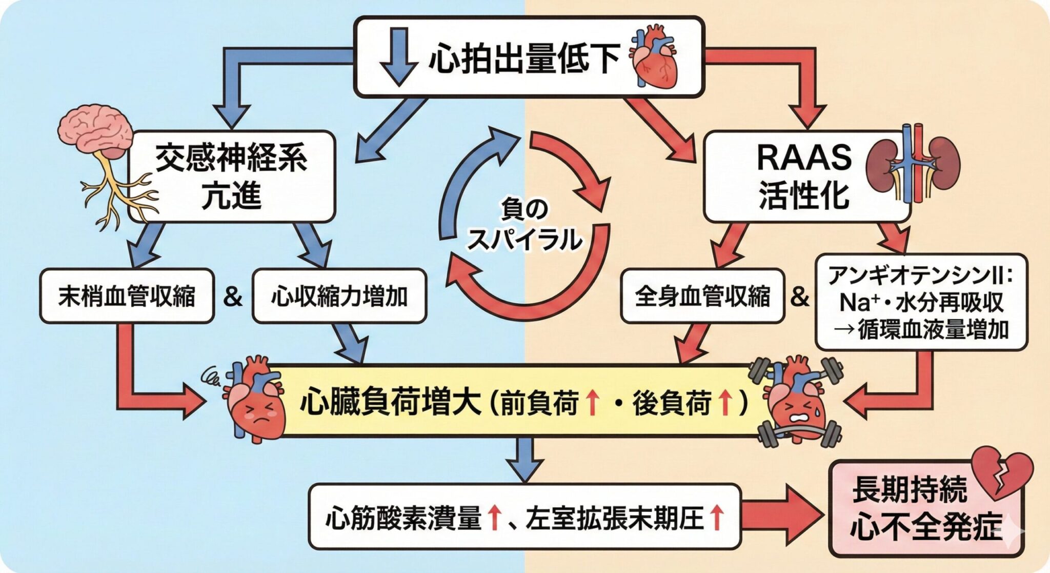 【2025年版】心不全の基礎・病態・治療を完全網羅！心リハ指導士が教える全体像と最新治療 | ゆ〜きのリハラボ